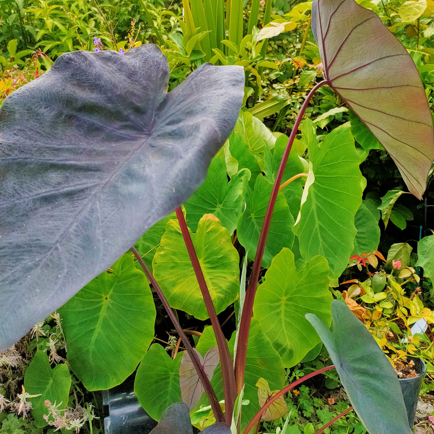 Colocasia esculenta 'Midnight Beauty'