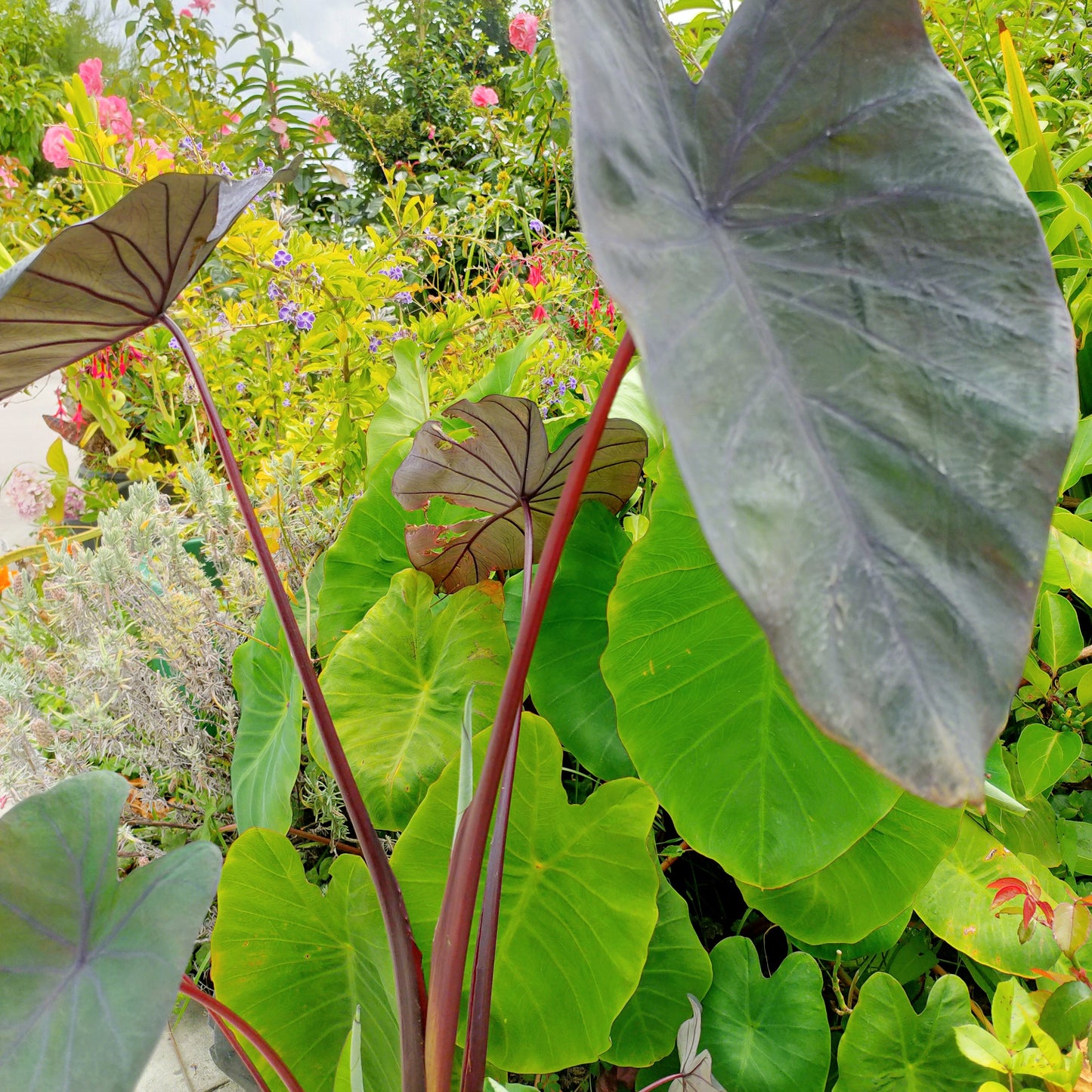 Colocasia esculenta 'Midnight Beauty'