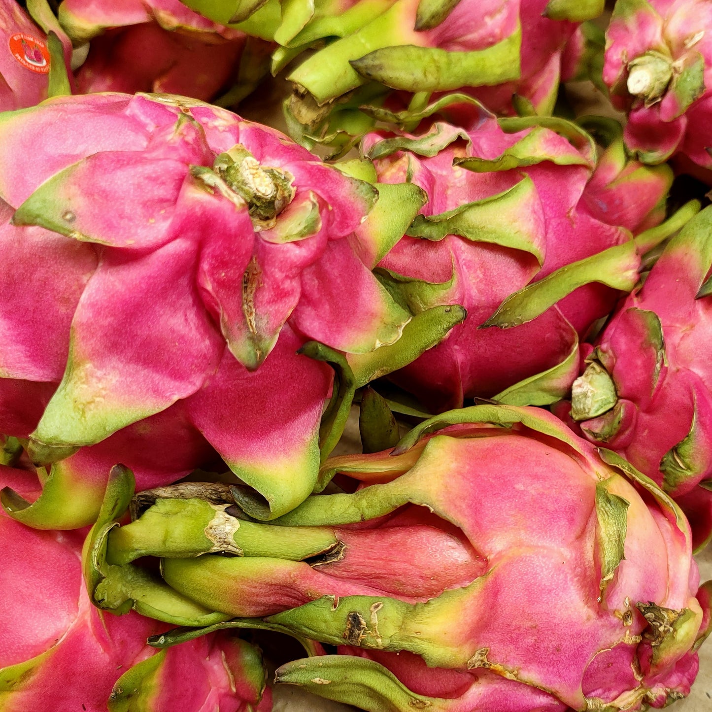 Selenicereus costaricensis (Red Dragon Fruit) S006