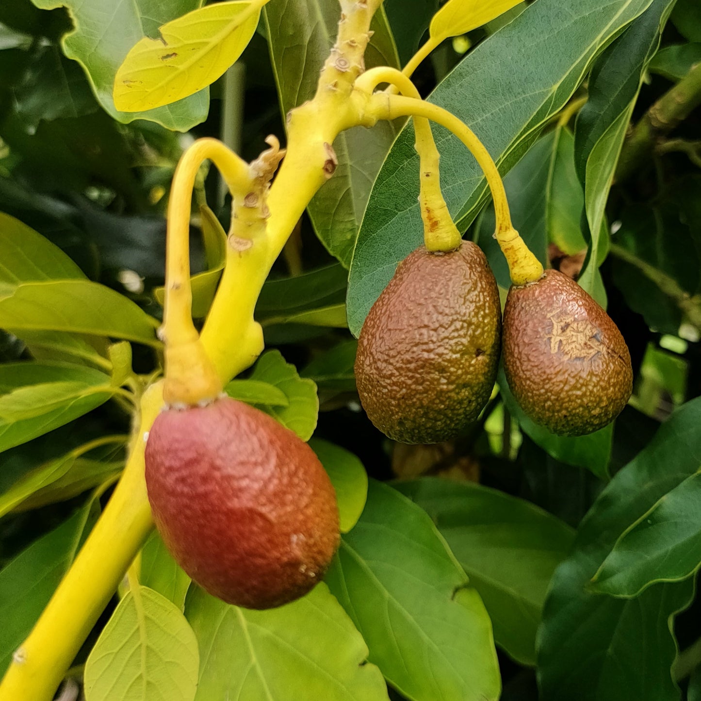 Persea americana 'Cleopatra' (Avocado) S003