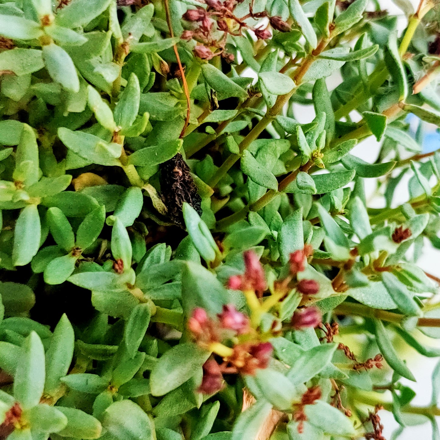 Crassula sarcocaulis (Bonsai Jade, Bonsai Crassula)