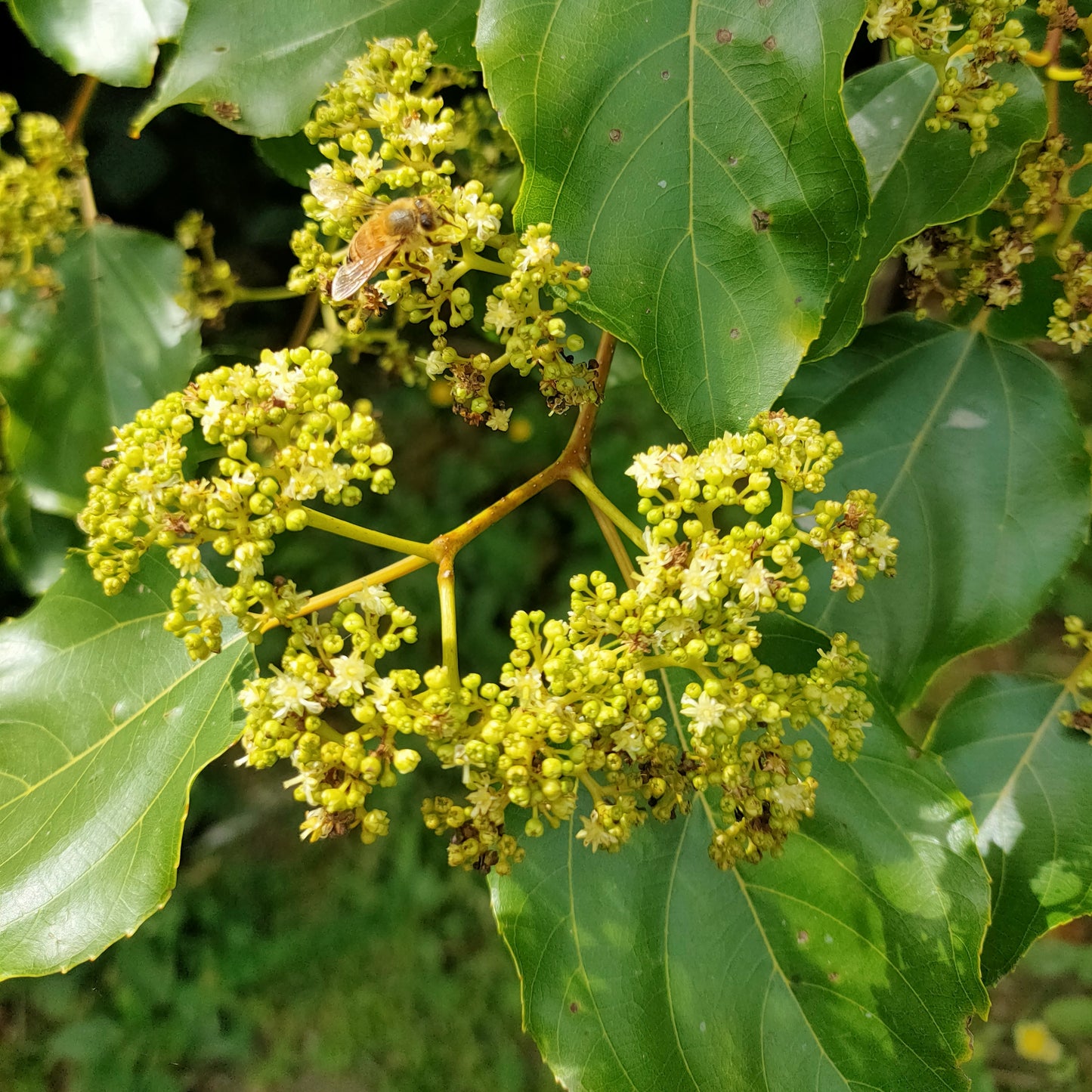 Hovenia dulcis (Japanese Raisin Tree)
