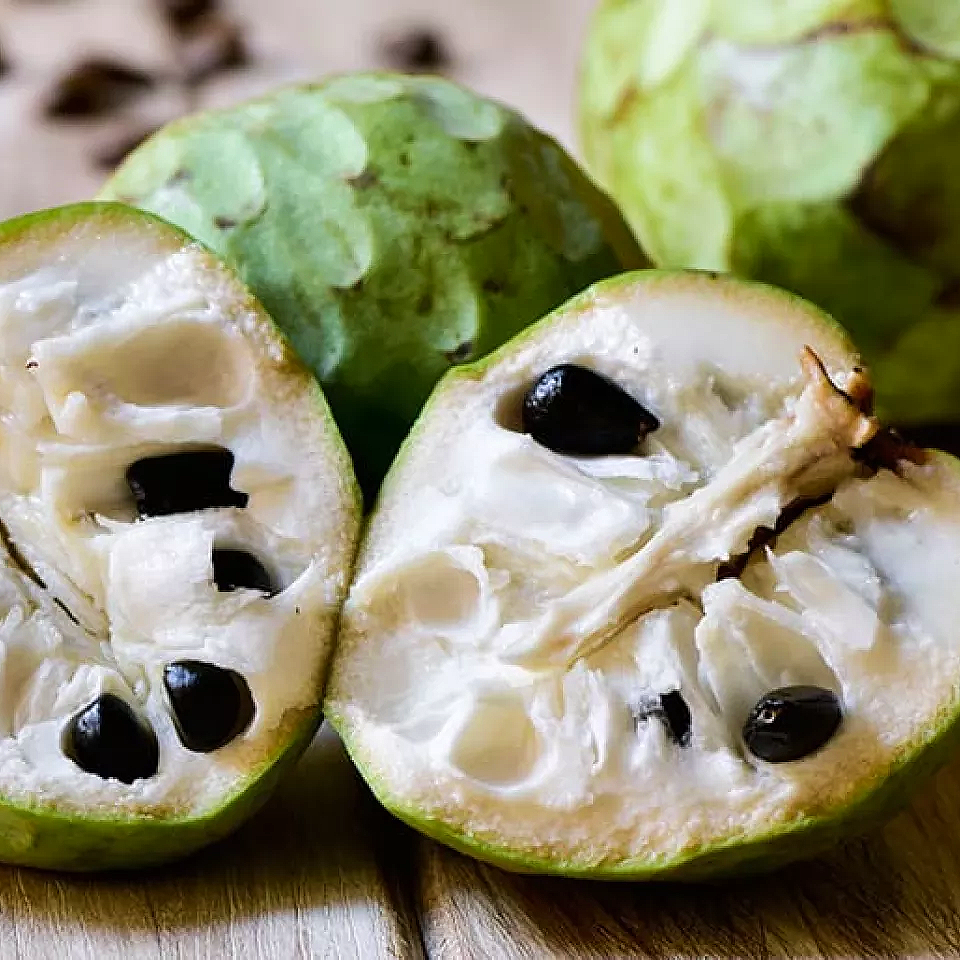 Annona cherimola 'Bays' (Cherimoya) S004