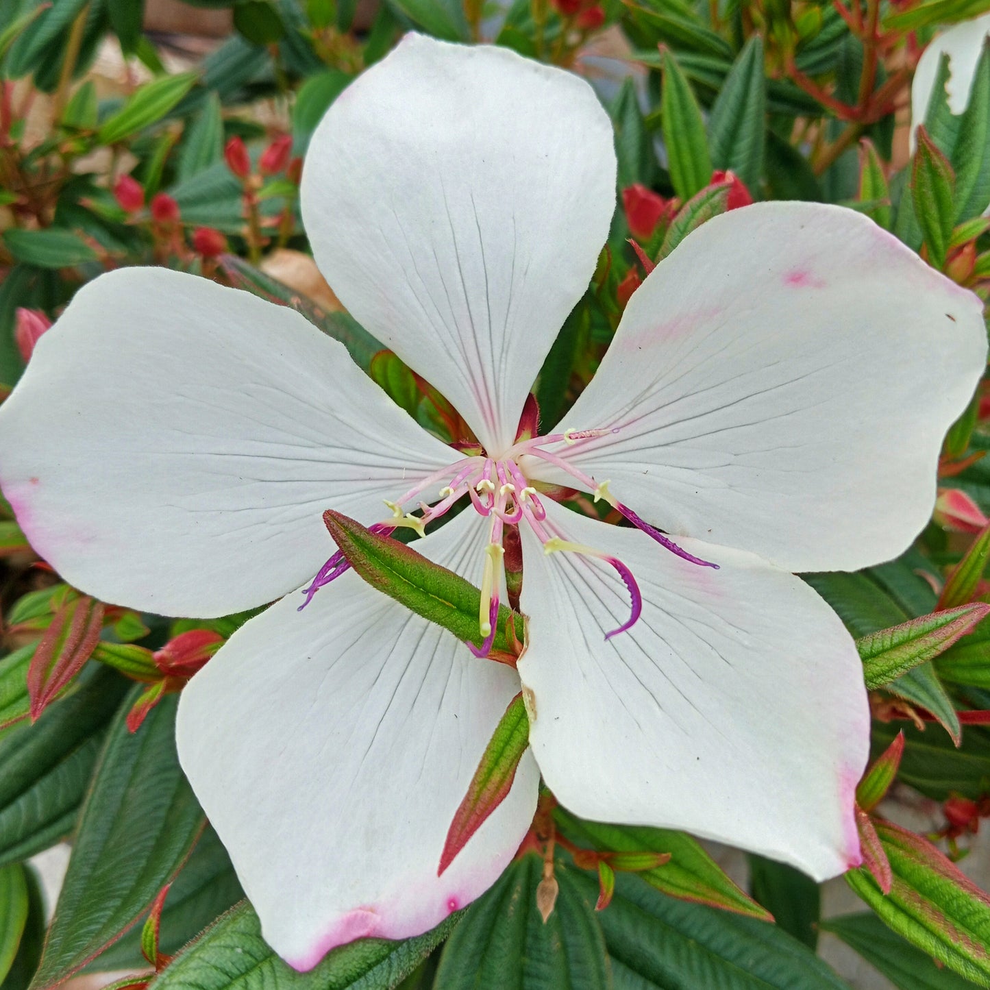 Tibouchina 'Peace Baby'