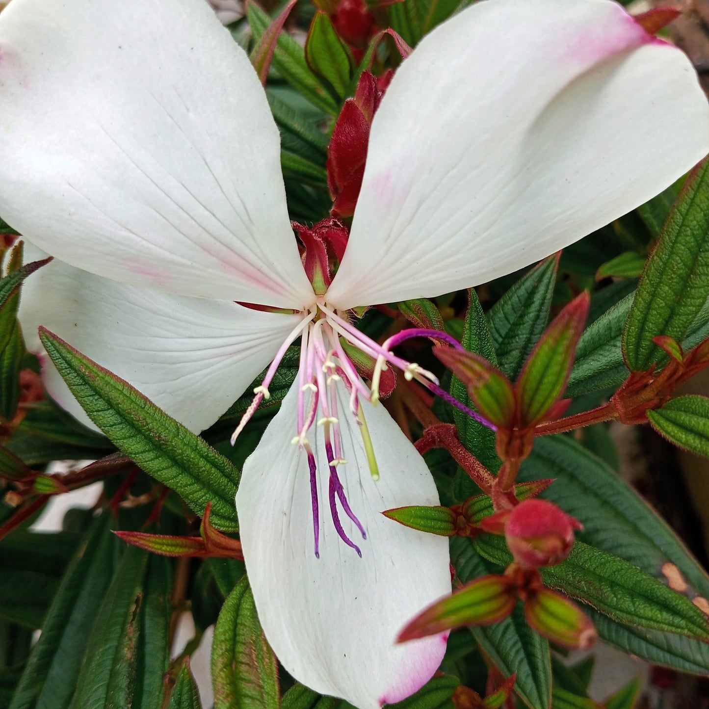 Tibouchina 'Peace Baby'