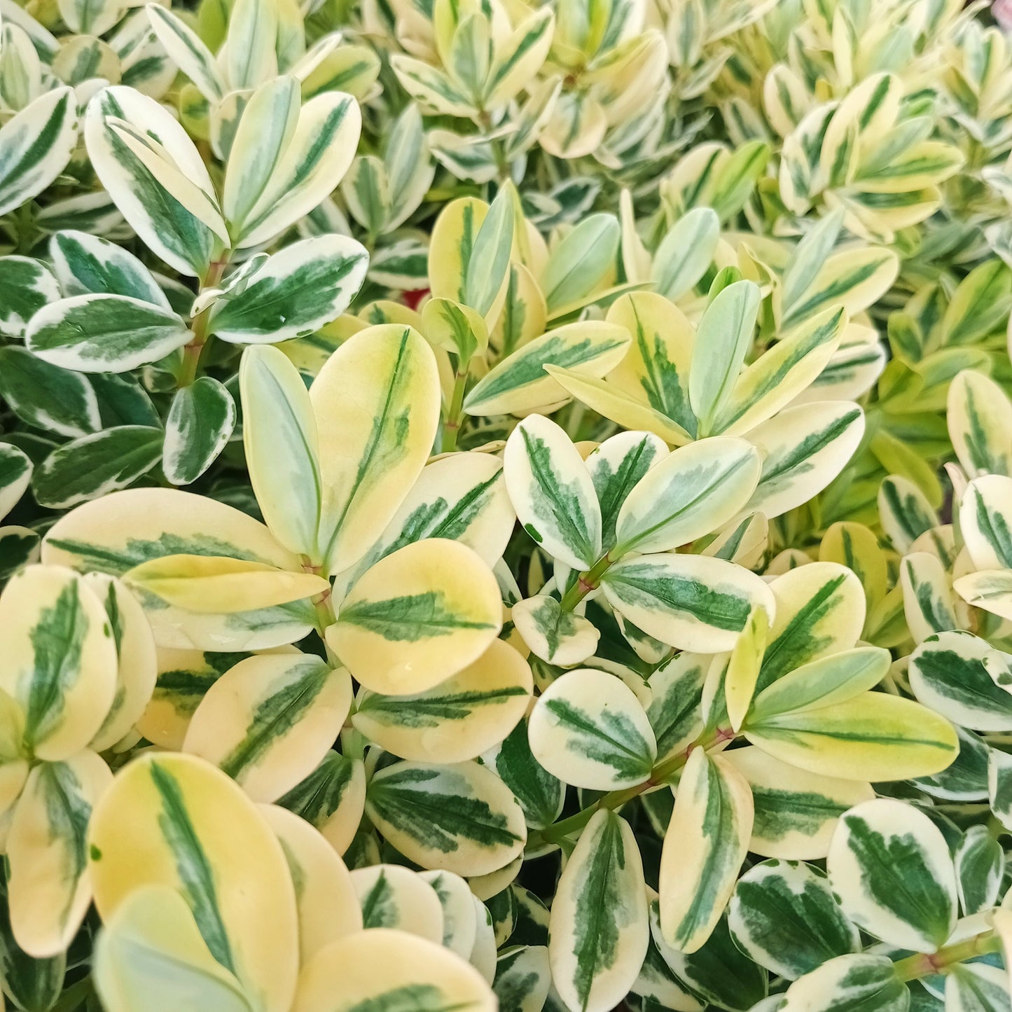Veronica 'Waireka' (Hebe) S003