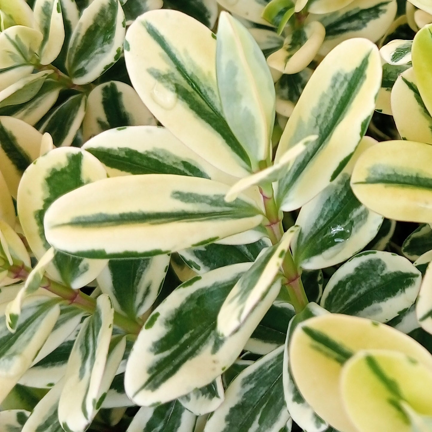 Veronica 'Waireka' (Hebe)