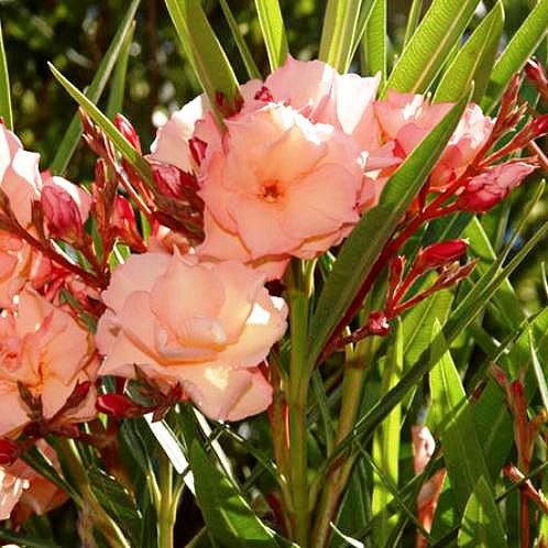 Nerium oleander 'Mrs Roeding' (Oleander) Pikirangi