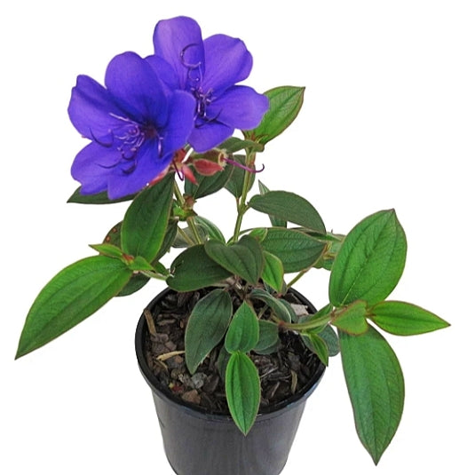 Tibouchina 'Purple Moon' S001