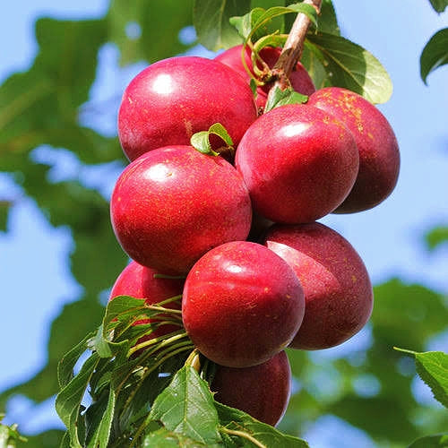 Prunus domestica 'Hunterston' (Plum)