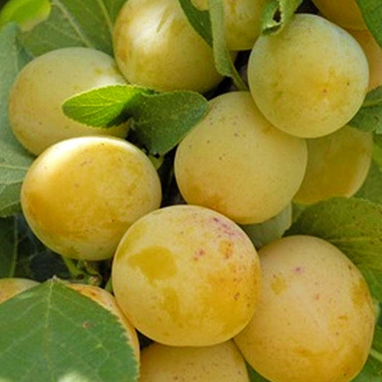 Prunus domestica 'Reine Claude De Bavay' (Plum) Pikirangi