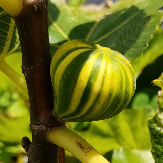 Ficus carica 'Panache' (Tiger Fig) Pikirangi