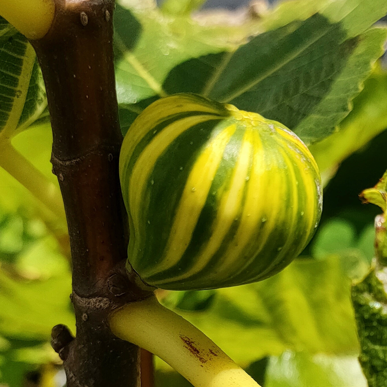 Ficus carica 'Panache' (Tiger Fig) Pikirangi