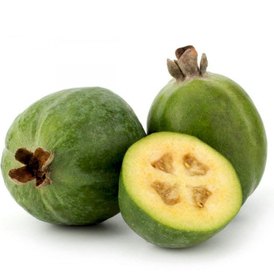 Feijoa sellowiana (Feijoa) Pikirangi