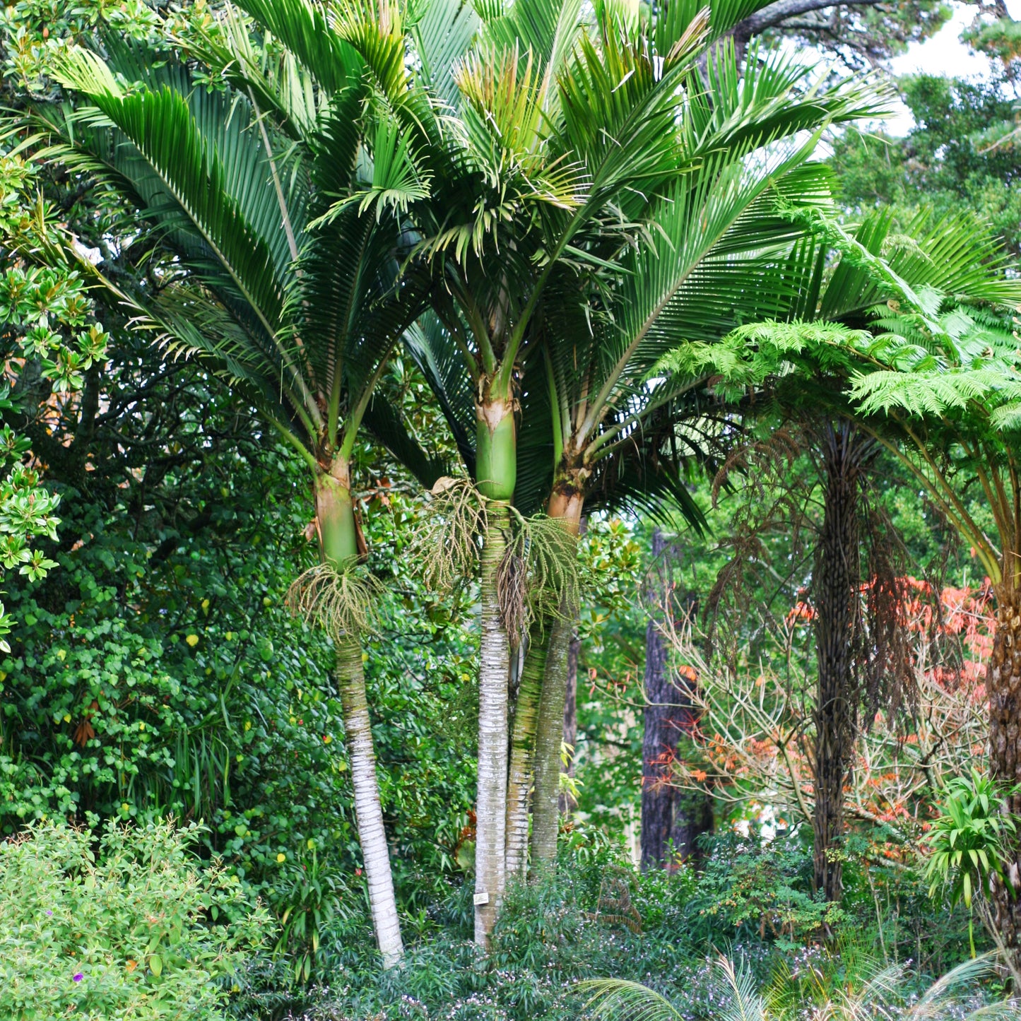 Rhopalostylis baueri Kermadec Island Nikau Palm