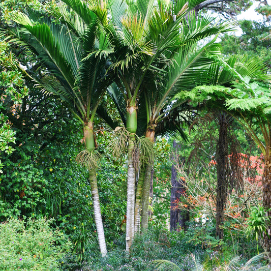 Rhopalostylis baueri Kermadec Island Nikau Palm