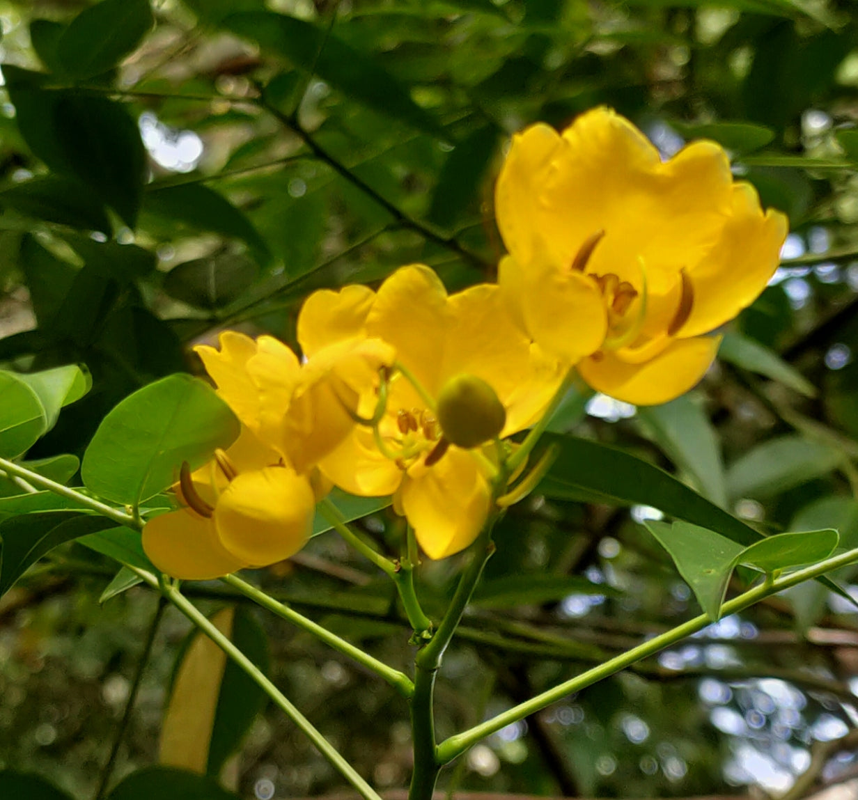 Senna corymbosa (Buttercup Bush)