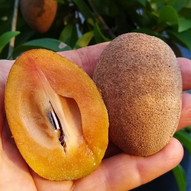 Manilkara zapota (Sapodilla) Pikirangi
