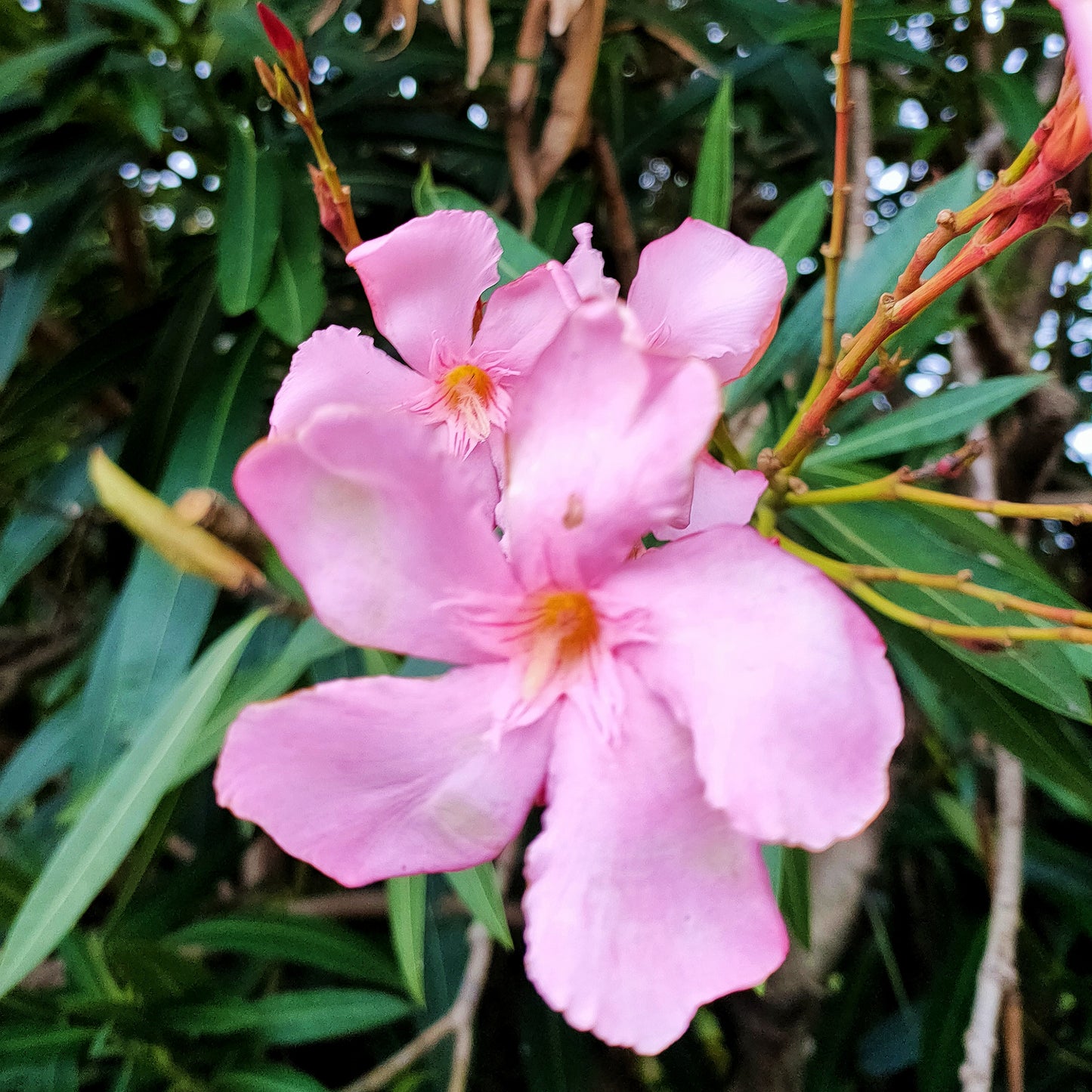 Nerium oleander pink