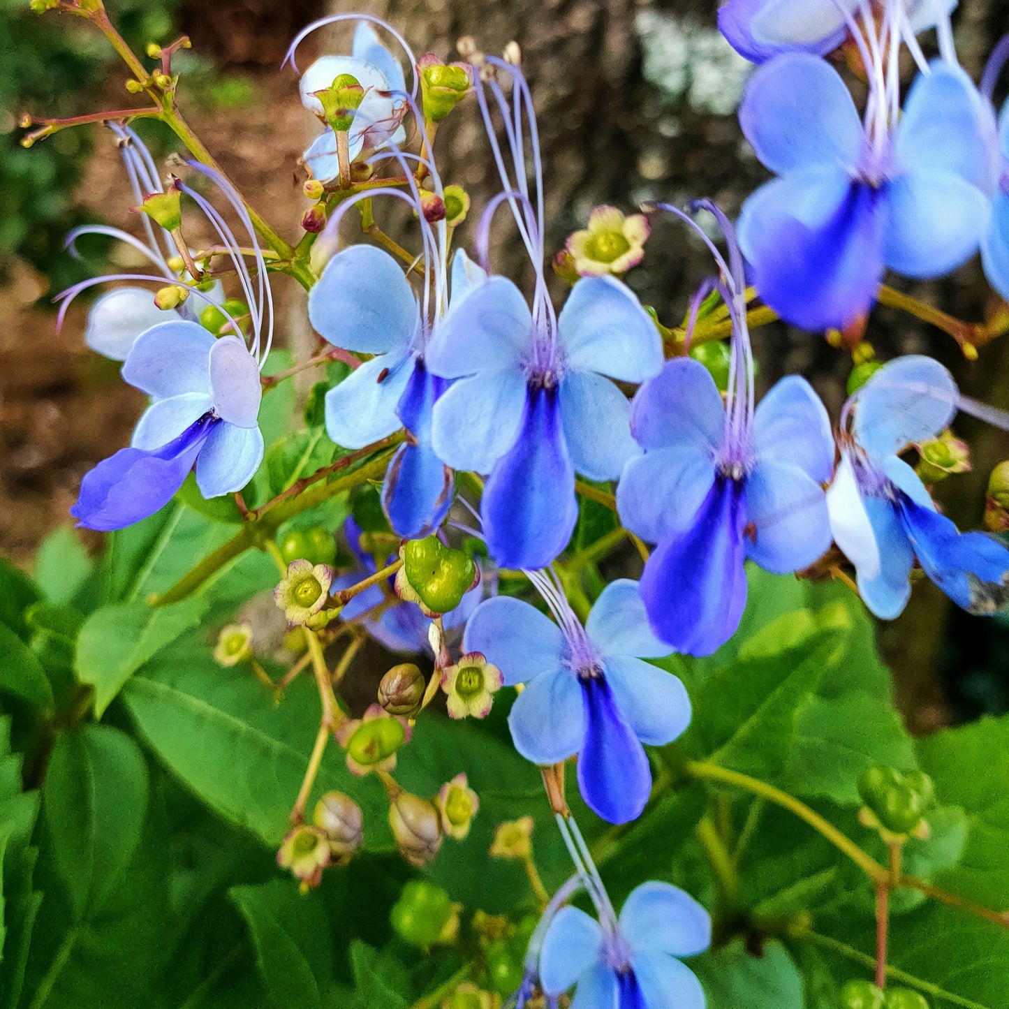 Rotheca myricoides (Butterfly Bush) Pikirangi