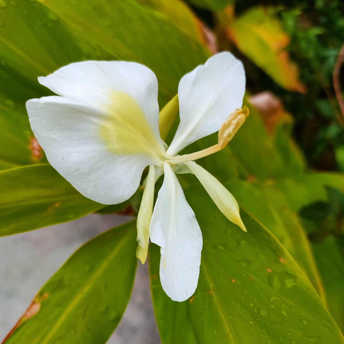 Hedychium coronarium (Garland Flower) Pikirangi