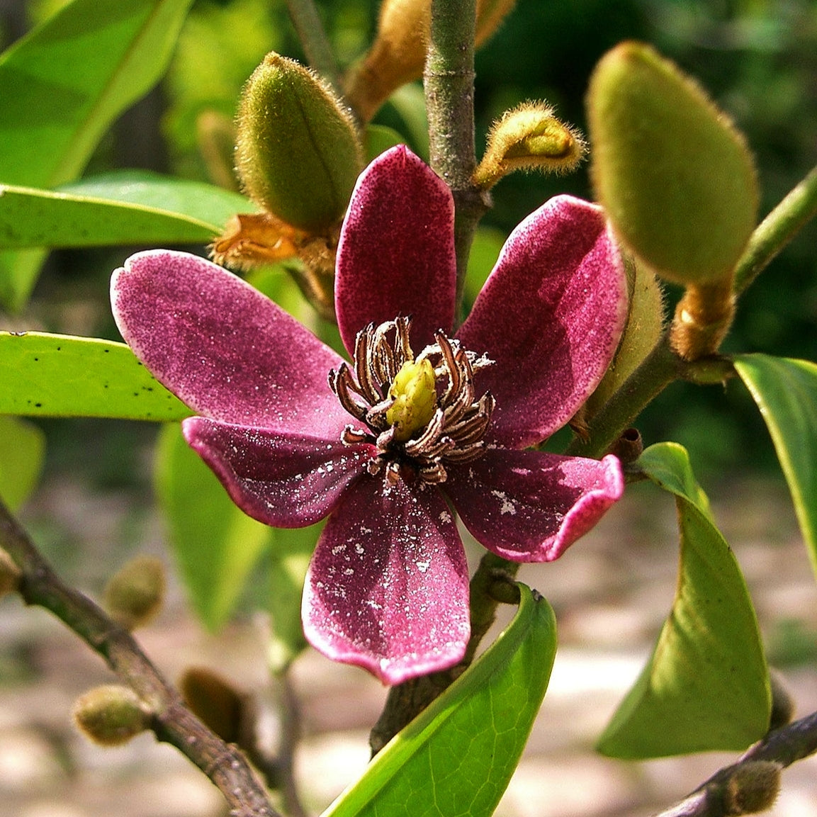 Magnolia figo (Banana Magnolia, Port Wine Magnolia) Pikirangi