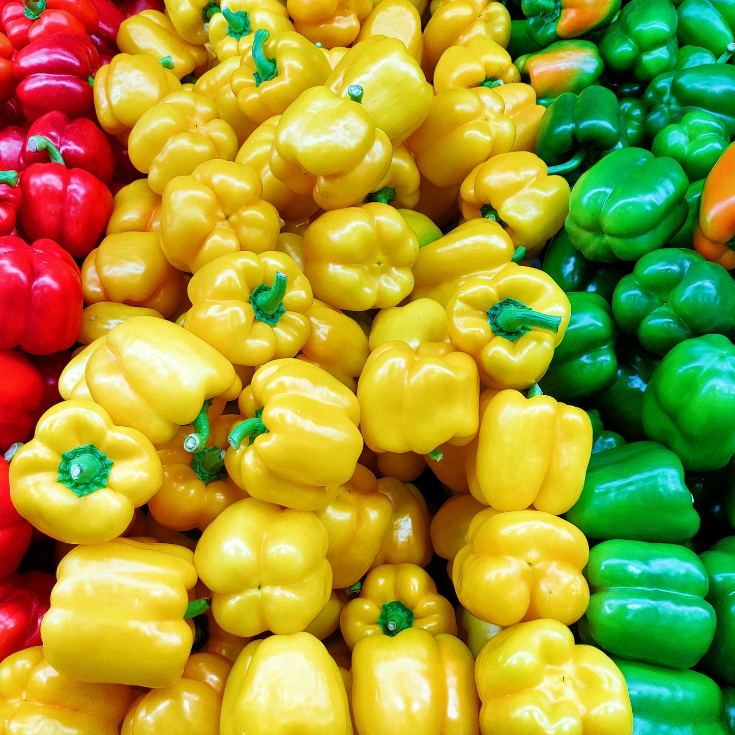 Capsicum annuum (Bell Pepper)