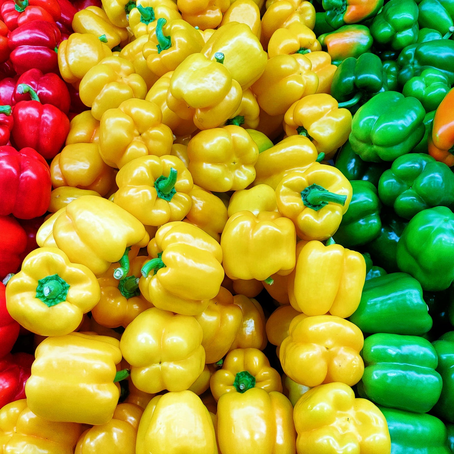 Capsicum annuum (Bell Pepper) Pikirangi