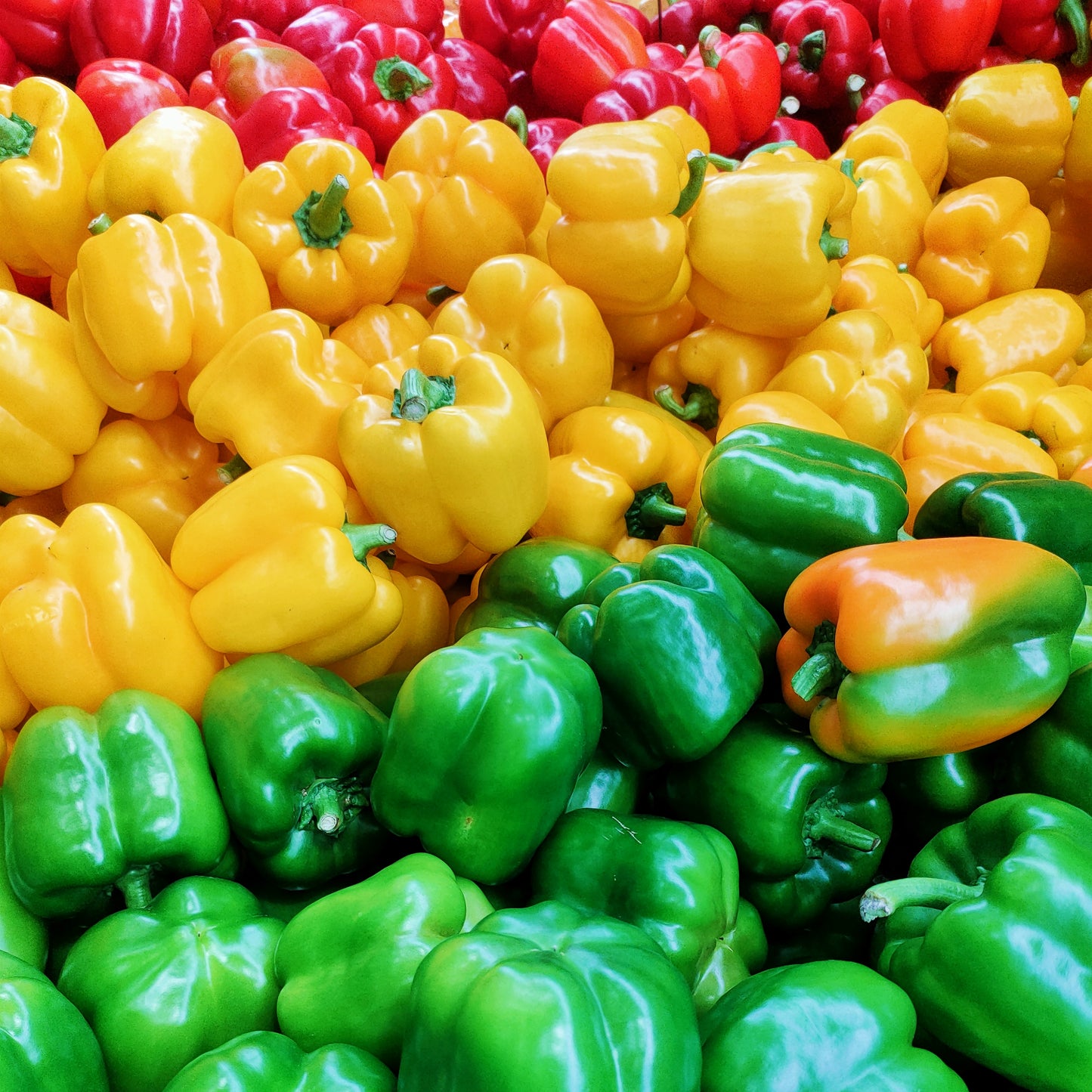 Capsicum annuum (Bell Pepper)