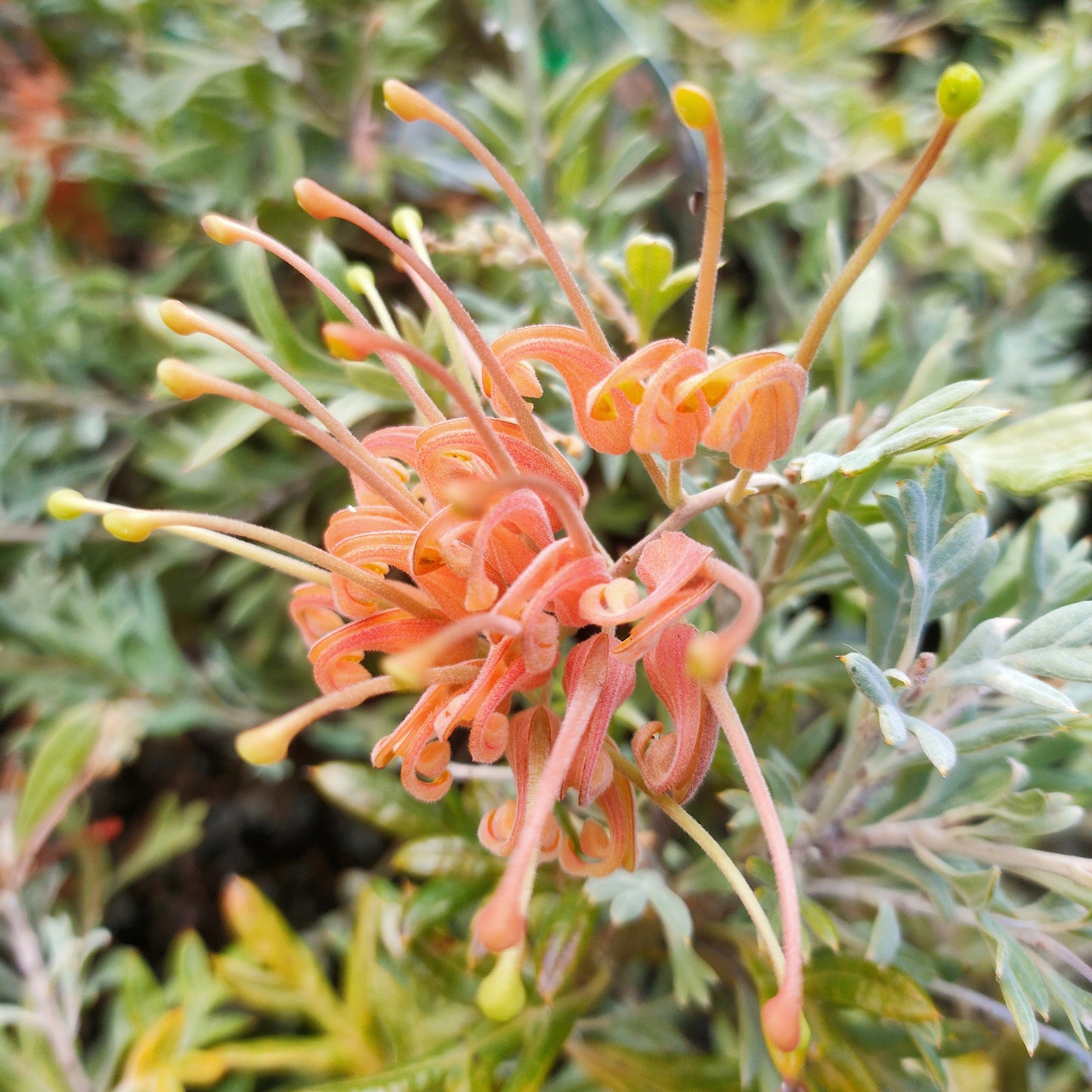 Grevillea hookeriana 'Wakiti Sunrise' (Spider Flower)