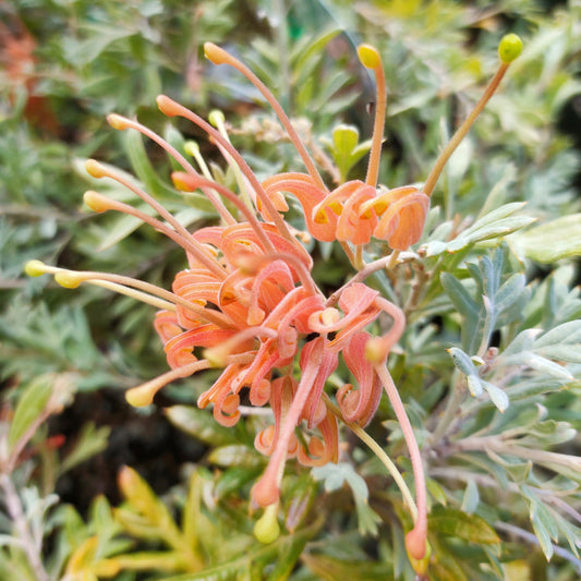 Grevillea hookeriana 'Wakiti Sunrise' (Spider Flower)