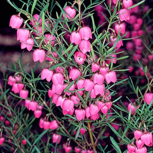 Boronia heterophylla (Red Boronia) S007