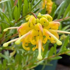 Grevillea 'Eureka' PVR (Spider Flower) S007