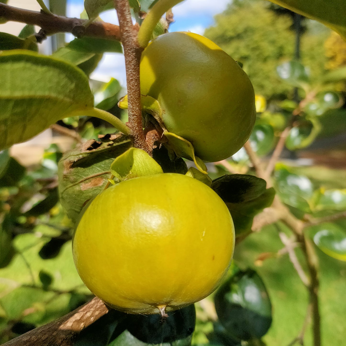Diospyros kaki 'Fuyu' (Japanese Persimmon)