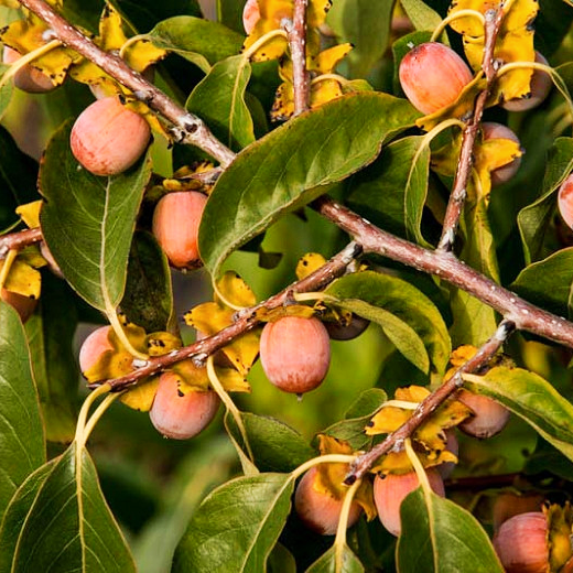 Diospyros virginiana (American Persimmon)