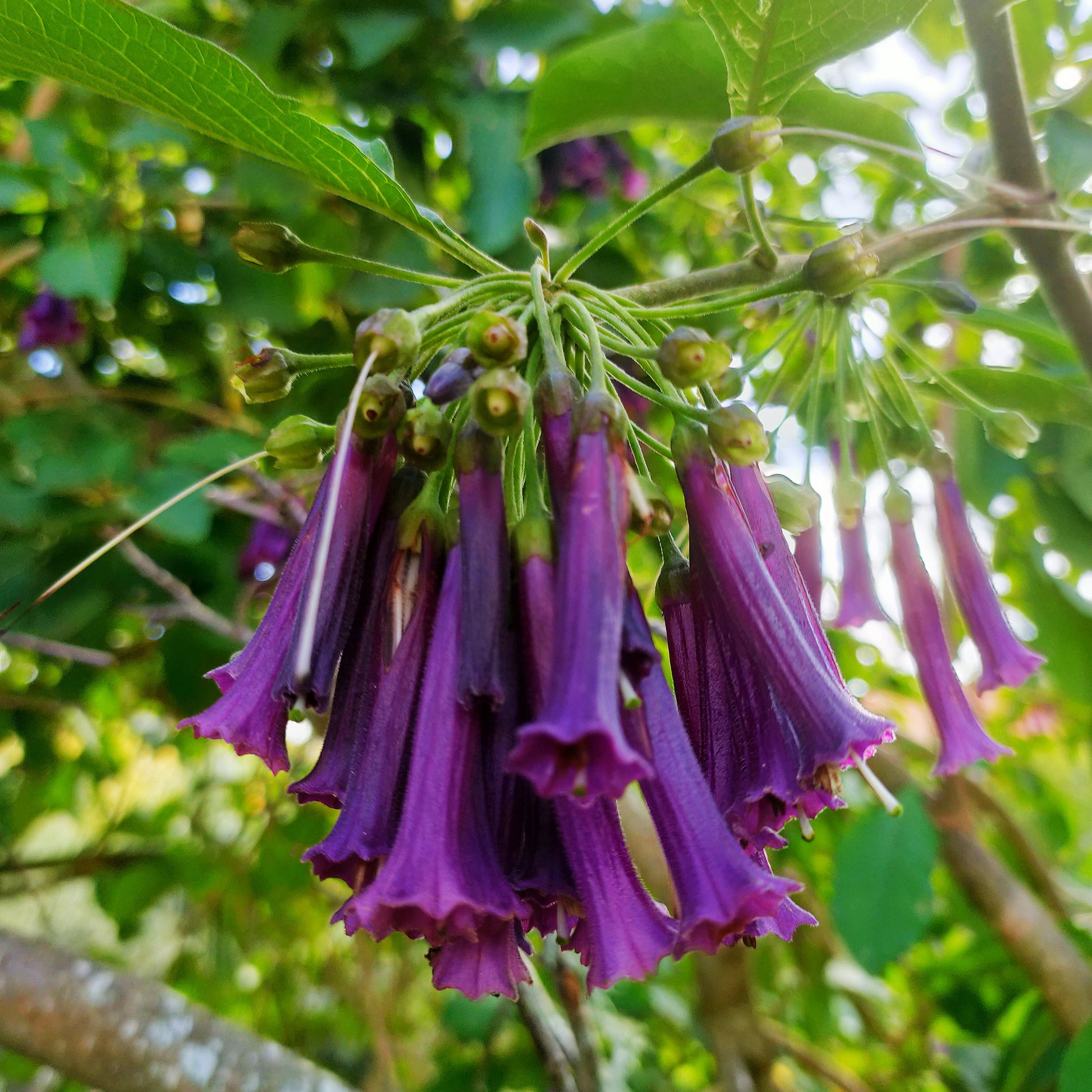 Iochroma cyaneum