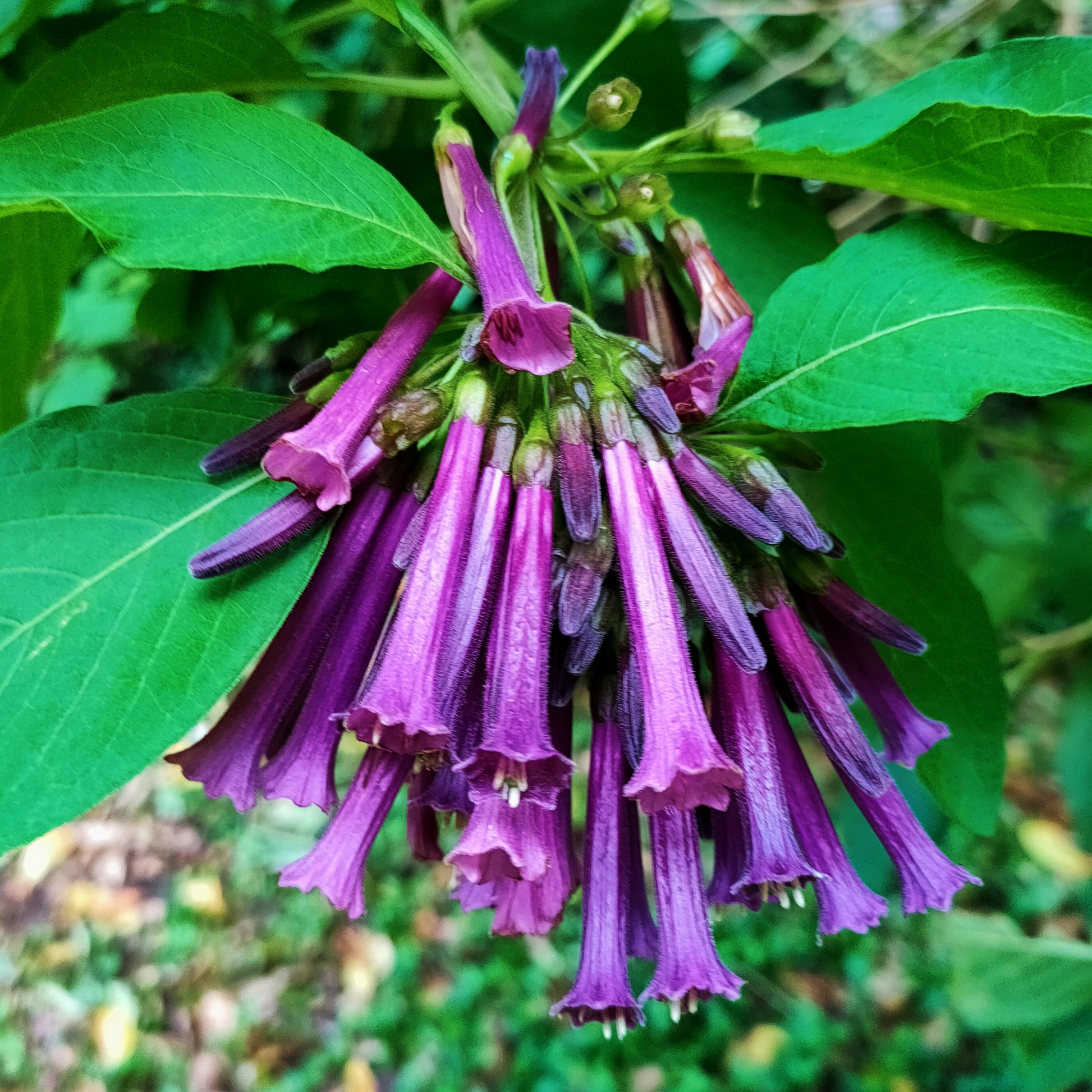 Iochroma cyaneum