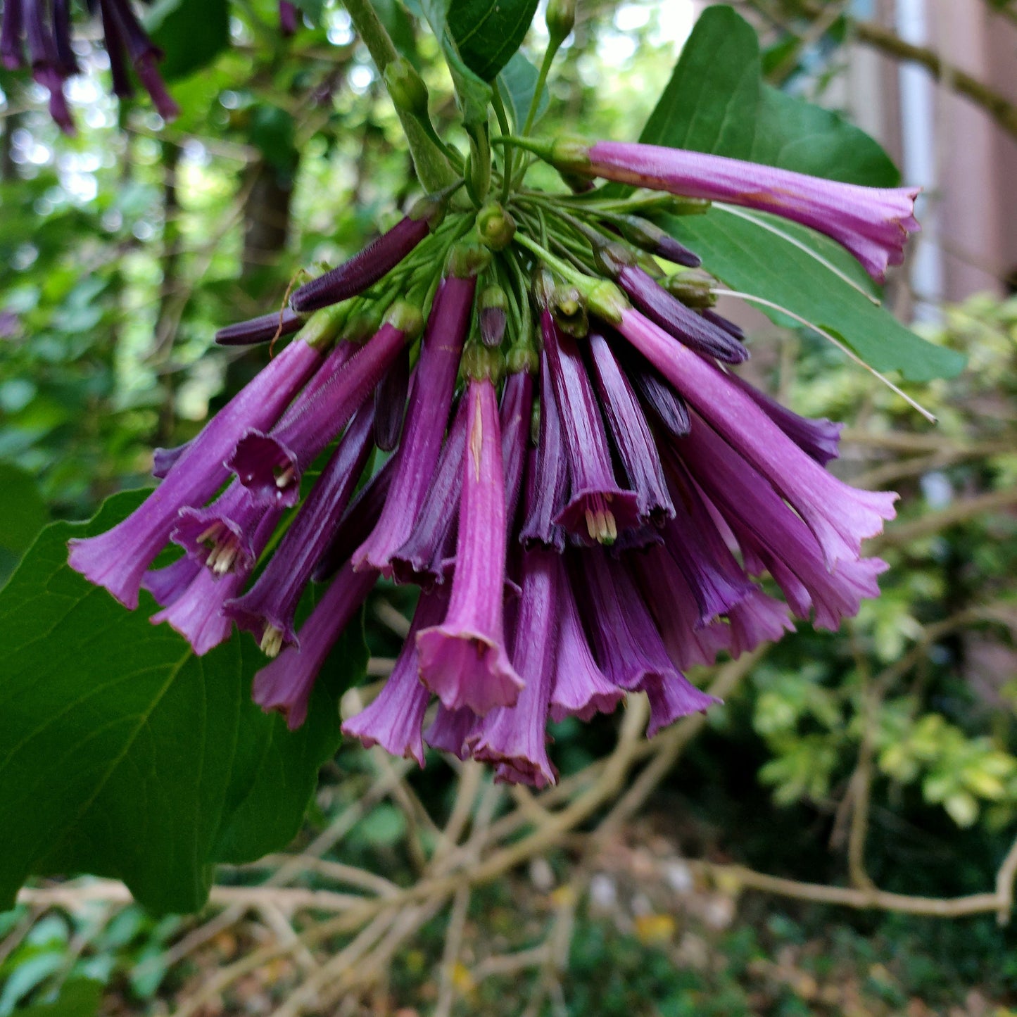 Iochroma cyaneum (Violet Churchu) Pikirangi