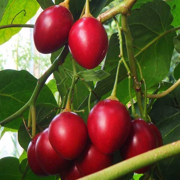 Solanum betaceum 'Lairds' (Tamarillo)