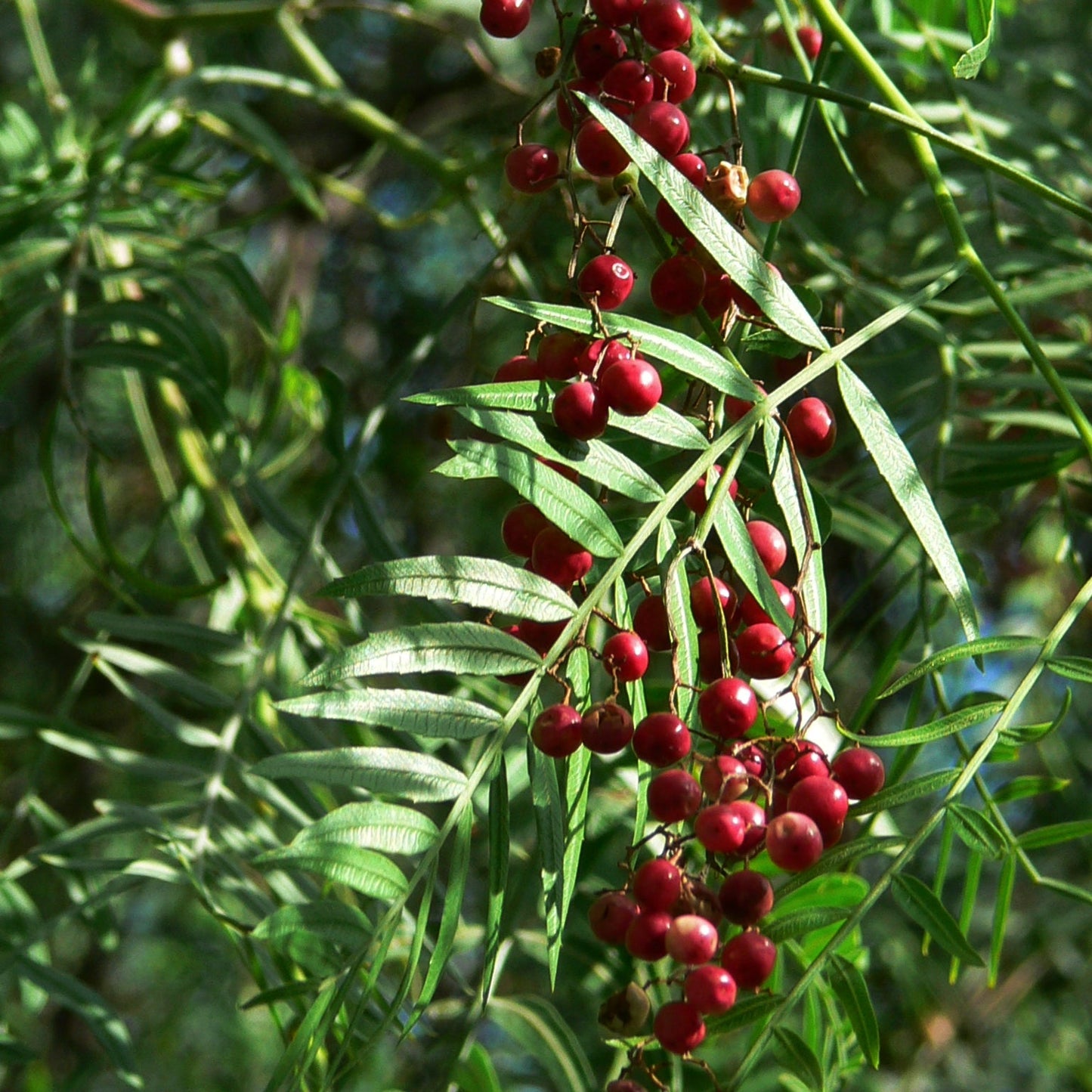Schinus molle (Peruvian Pepper) S001