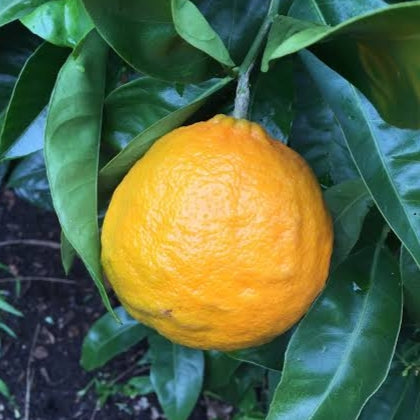 Citrus reticulata x sinensis 'Tangor Dweet' (Temple Orange)