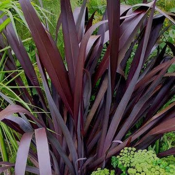 Phormium colensoi 'Dark Delight' (Wharariki, Flax) S019