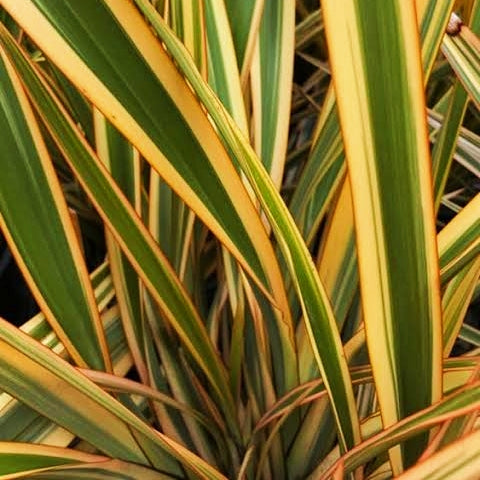 Phormium colensoi 'Waitara Gold' (Wharariki, Flax) S001