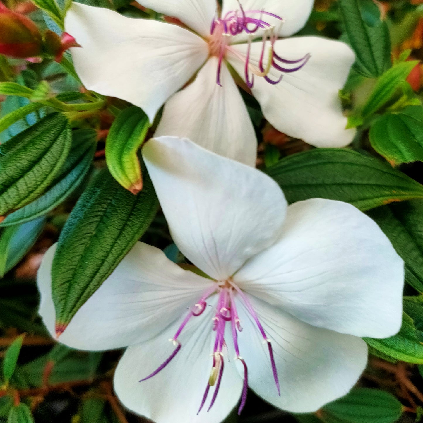 Tibouchina 'Peace Baby'