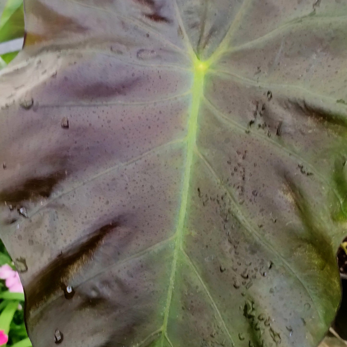 Colocasia esculenta 'Illustris' (Taro)