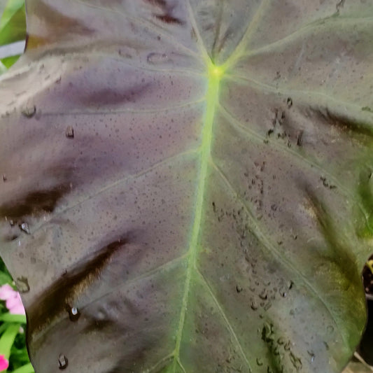 Colocasia esculenta 'Illustris' (Taro)