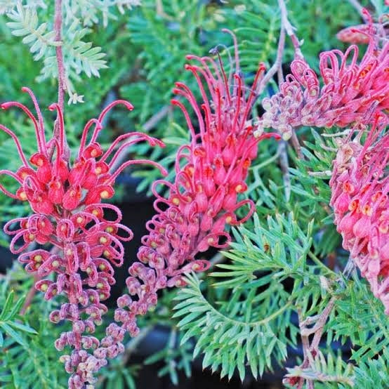 Grevillea 'Carpet Layer' (Spider Flower) Pikirangi