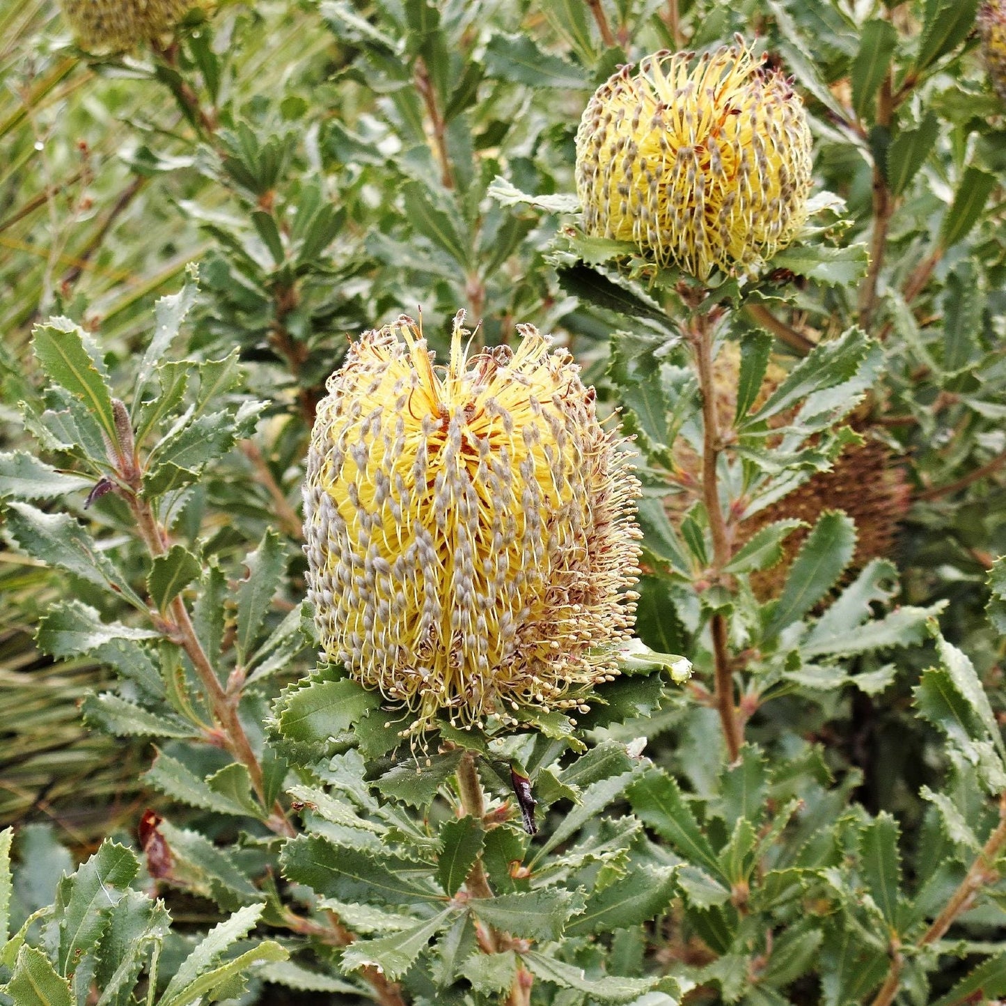 Banksia ornata (Desert Banksia) Pikirangi