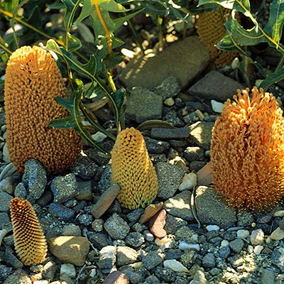 Banksia repens (Creeping Banksia) Pikirangi