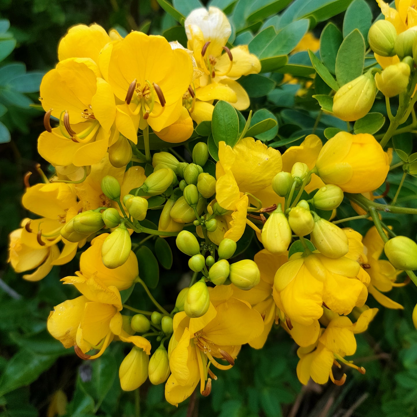 Senna corymbosa 'John Ball' (Buttercup Tree)